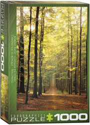 Forest Path 1000pc
